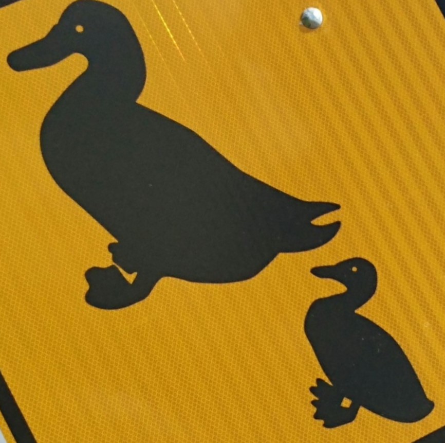 Quack at Us