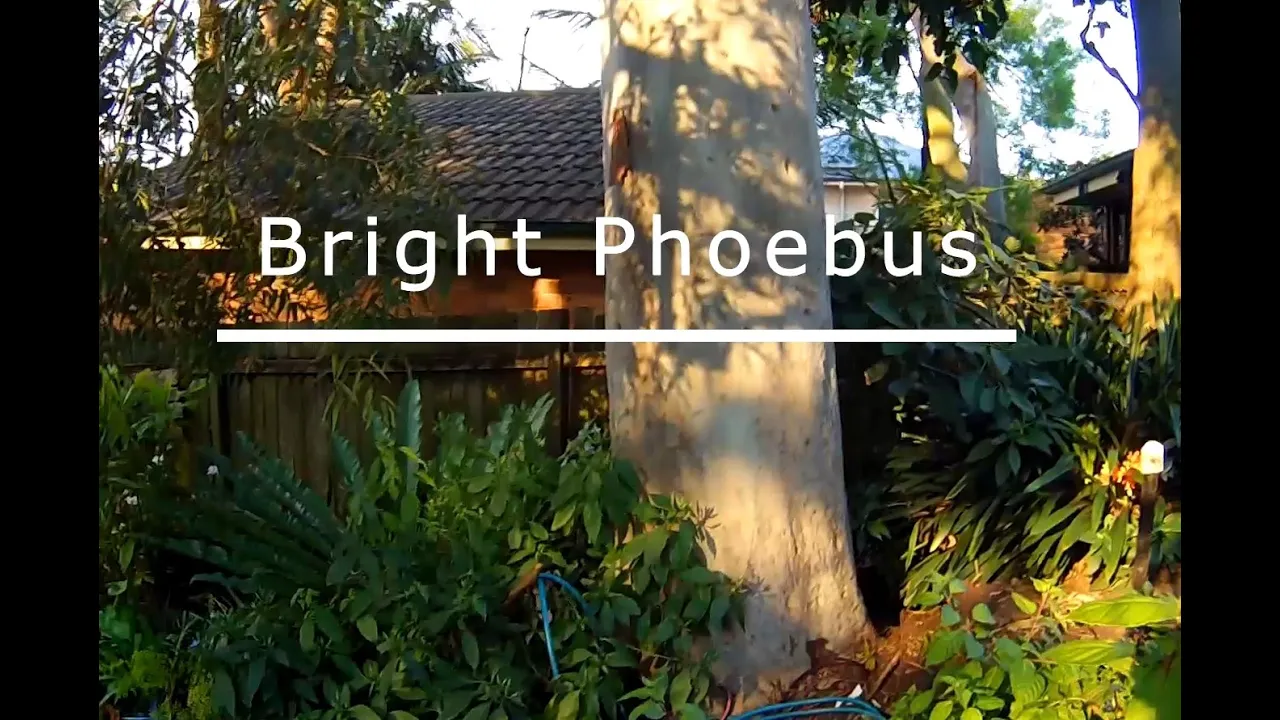 Bright Phoebus